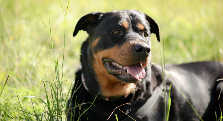 Chiens de catégorie 2 : quelles obligations pour les propriétaires de rottweiler ?